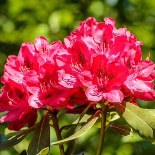 Onderhoud: lang genieten van uw rhododendrons en hortensia's