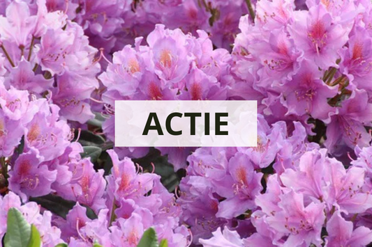 ACTIE! 100 Rhododendrons maat 20-30 cm C1 voor €320