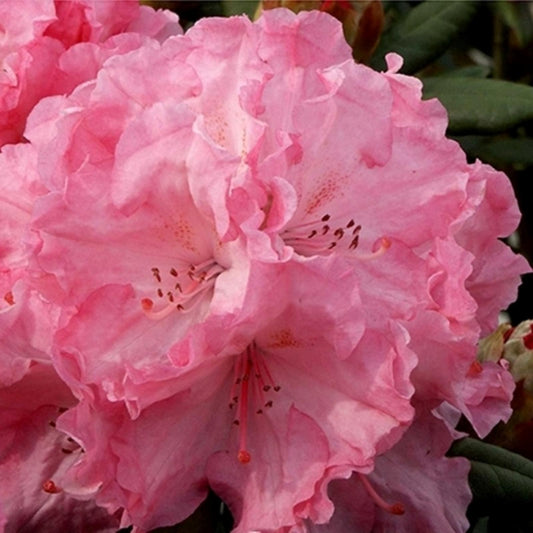 Dwerg Rhododendron Hydon Hunter