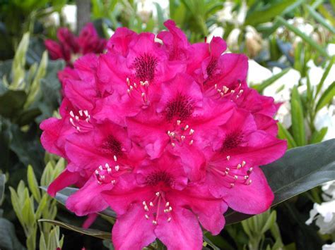 ACTIE! 100 Rhododendrons maat 20-30 cm C1 voor €320