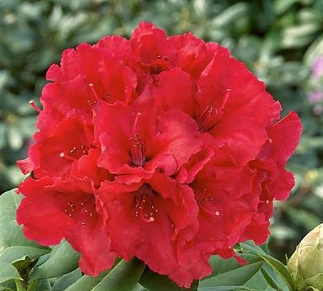 KLEURENCOMBI KORTING rhododendron maat 20-30 CM C1 / 40 stuks voor maar €120!