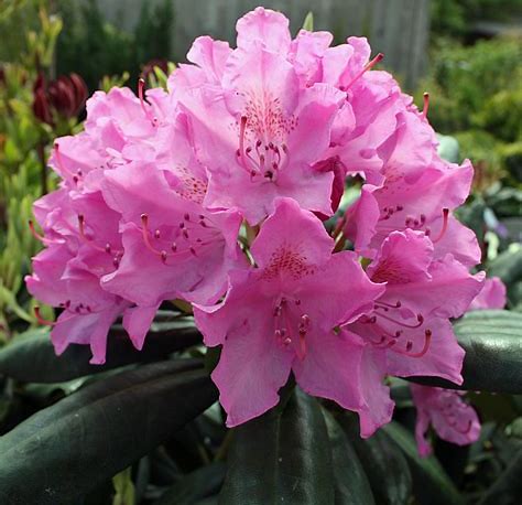 ACTIE! 100 Rhododendrons maat 20-30 cm C1 voor €320