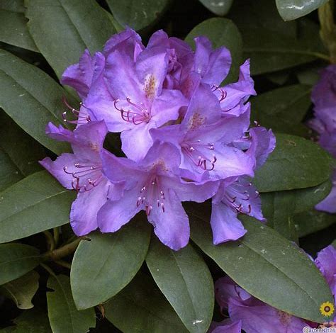ACTIE! 100 Rhododendrons maat 20-30 cm C1 voor €320