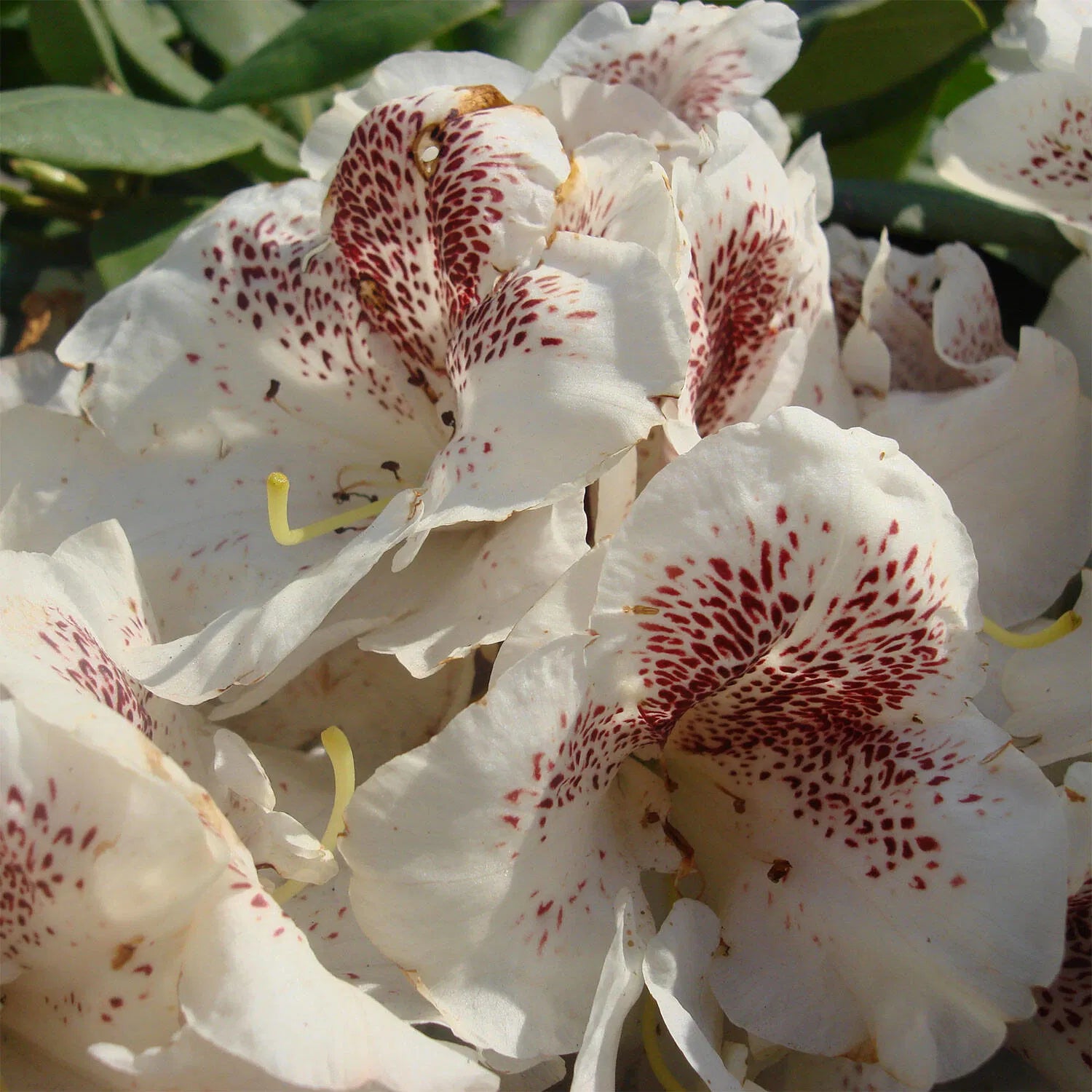 rhododendron double dots Double Dots – Rhodo-online