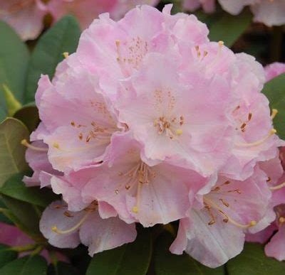 ACTIE! 100 Rhododendrons maat 20-30 cm C1 voor €320