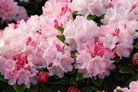 Dwerg Rhododendron Dreamland