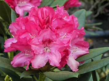 Dwerg Rhododendron Sneezy