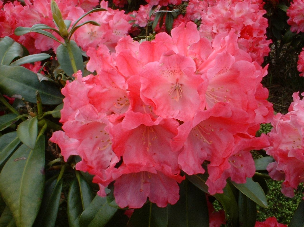 Dwerg Rhododendron Morgenrot