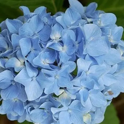 Boerenhortensia 'Forever & Ever®' Blauw