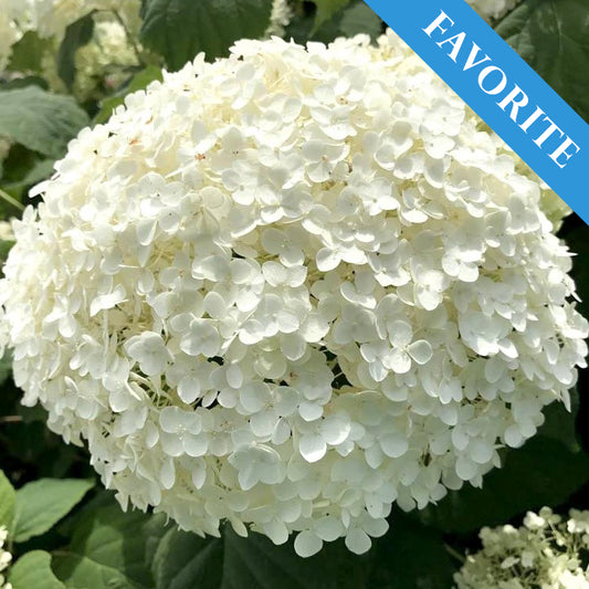 Boerenhortensia Annabelle Wit