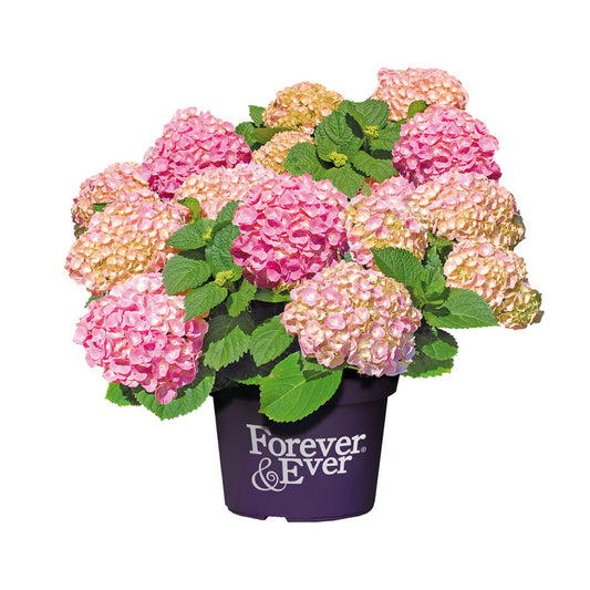 Boerenhortensia 'Forever & Ever®' Roze