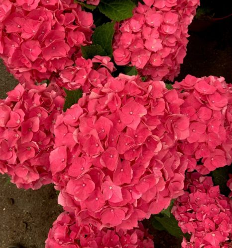 Boerenhortensia 'Forever & Ever®' Rood