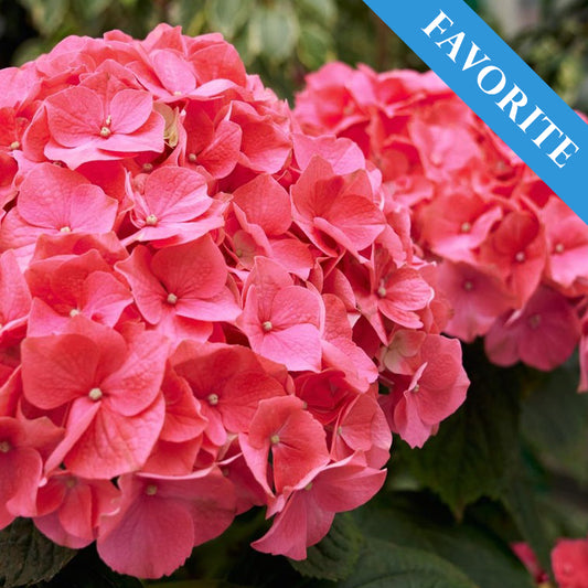 Boerenhortensia Rood