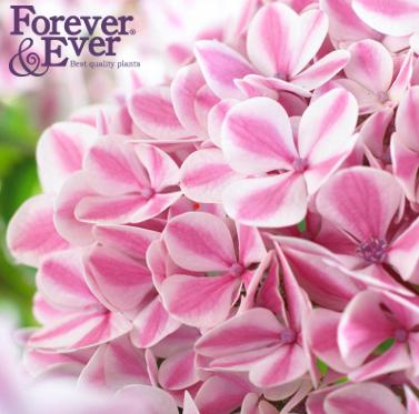 Forever & Ever Collectie
