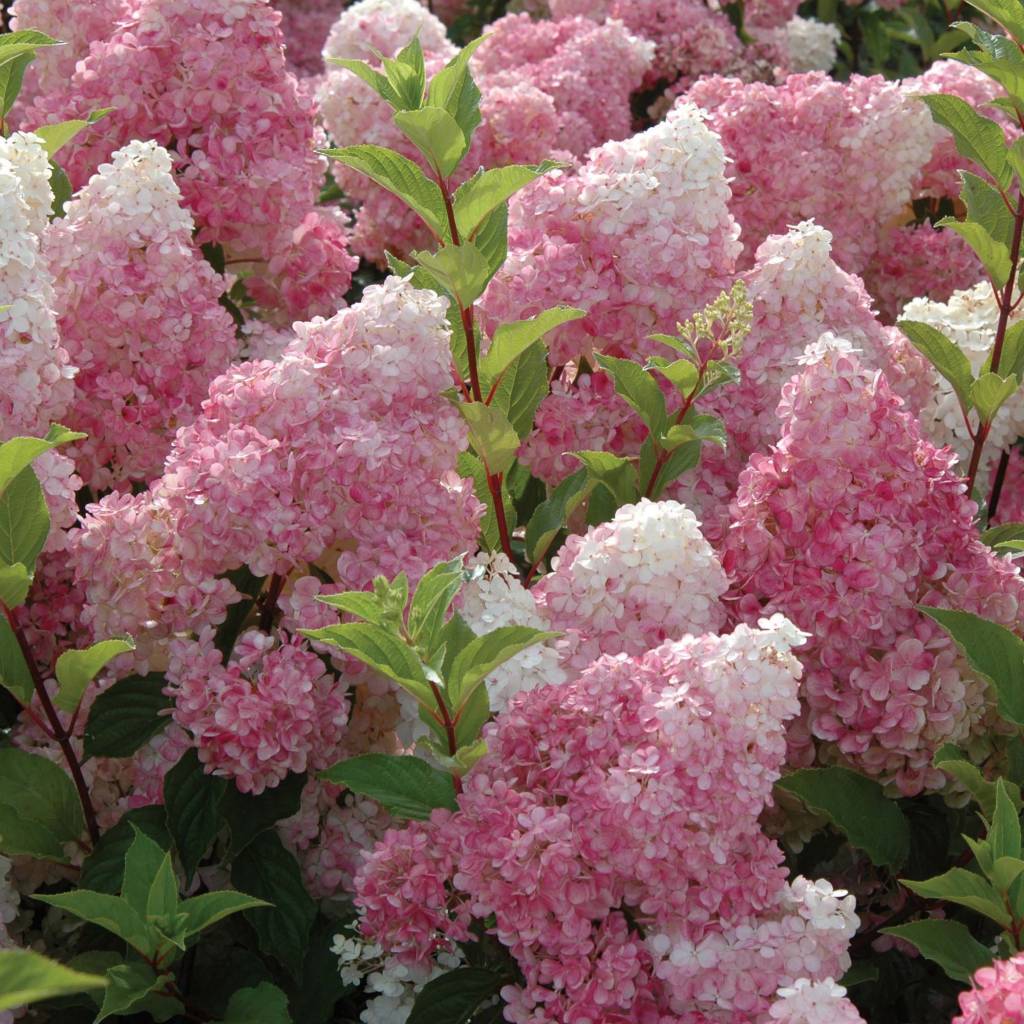 Pluimhortensia`s