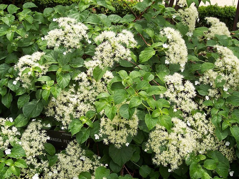 Klimhortensia
