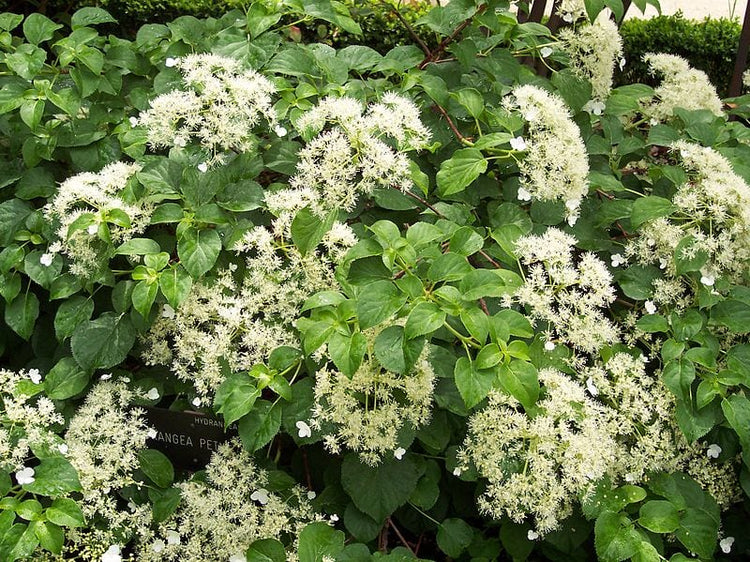 Klimhortensia