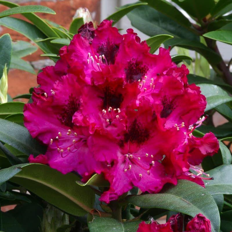 Rhododendrons – Rhodo-online