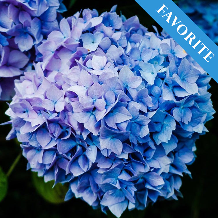Alle hortensia`s