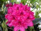 ACTIE! 100 Rhododendrons maat 20-30 cm C1 voor €320