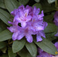 ACTIE! 100 Rhododendrons maat 20-30 cm C1 voor €320