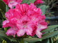 Dwerg Rhododendron Sneezy