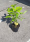 Boerenhortensia Annabelle Wit