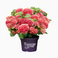 Boerenhortensia 'Forever & Ever®' Rood
